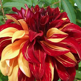 Георгина Декоративная Боухимиан Спартакус