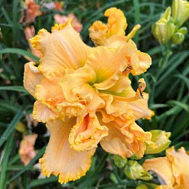 Лилейник Metamorfose