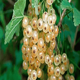 Смородина белая Баяна