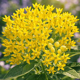 Ваточник клубненосный Hello Yellow