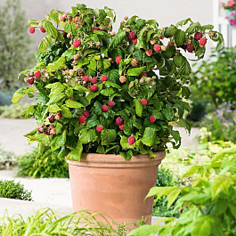 Малина карликовые сорта Груви