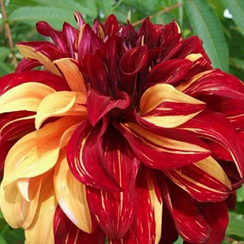 Георгина Декоративная Боухимиан Спартакус