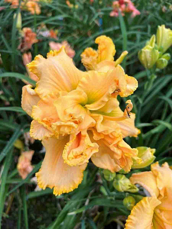 Лилейник Metamorfose