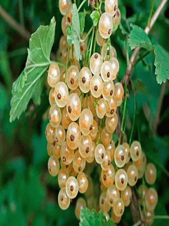 Смородина белая Баяна