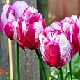 Тюльпан триумф Hotpants