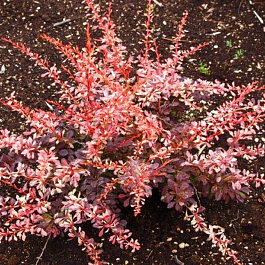 Барбарис Тунберга Пинк Этрекшн