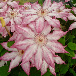 Клематис крупноцветковый Тае