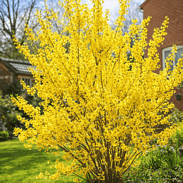 Форзиция промежуточная Lynwood