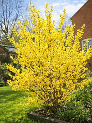 Форзиция промежуточная Lynwood