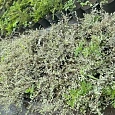 Ива ползучая Green Carpet