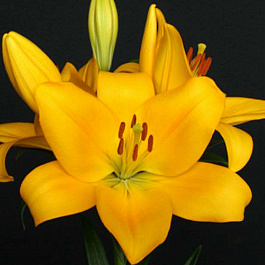 Лилия ЛА-гибрид Дезерт Инн