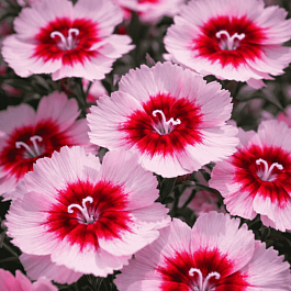 Гвоздика китайская Diana Purple Centred White