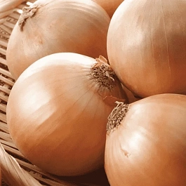 Лук-севок Альфа