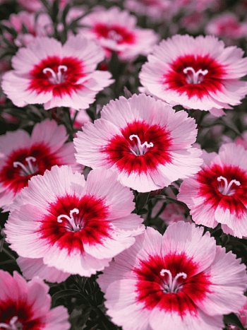 Гвоздика китайская Diana Purple Centred White