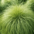 Осока власовидная Amazon Mist