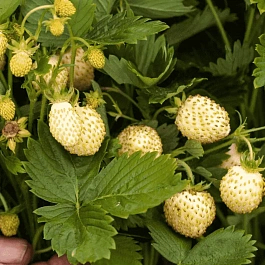 Земляника альпийская Желтое чудо
