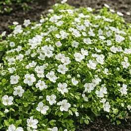 Вероника ползучая Sunshine