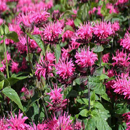 Монарда гибридная Melua Rose