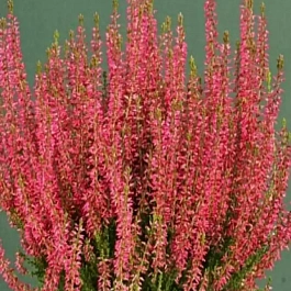 Вереск обыкновенный Red Angie