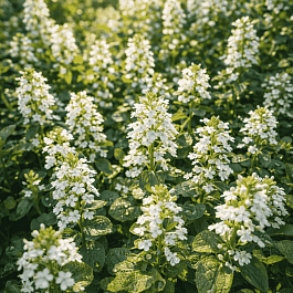 Живучка ползучая Alba