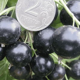 Смородина черная Ядреная