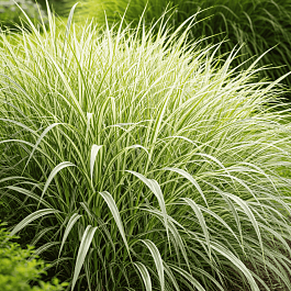 Фалярис тростниковый Picta