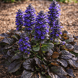 Живучка ползучая Atropurpurea