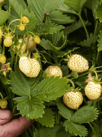 Земляника альпийская Желтое чудо