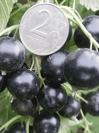 Смородина черная Ядреная