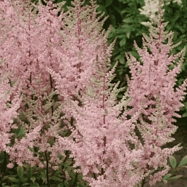 Астильба Арендса Erica