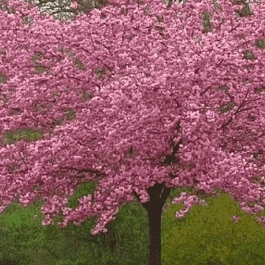 Вишня мелкопильчатая Pink Perfection