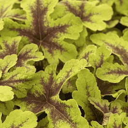 Гейхерелла Keith Haring