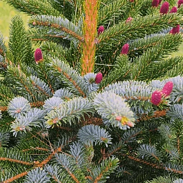 Ель двуцветная