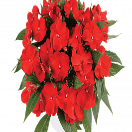 Бальзамин New Guinea Impatiens H.Bold Red