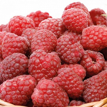 Малина традиционная Туламин