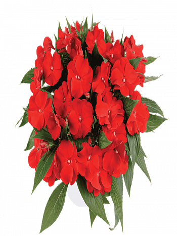 Бальзамин New Guinea Impatiens H.Bold Red