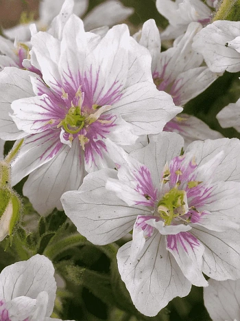 Герань луговая Double Jewel