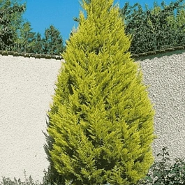 Кипарис крупноплодный Goldcrest