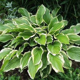 Хоста гибридная Со Свит