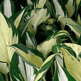 Хоста Pathfinder