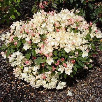 Рододендрон якушиманский Голден Точ