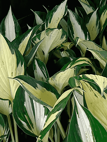 Хоста Pathfinder