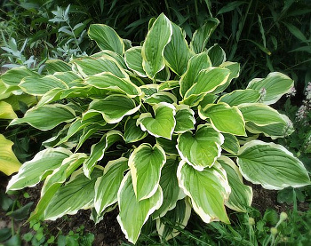 Хоста гибридная Со Свит