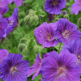 Герань гибридная Blue Blood