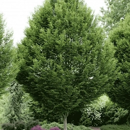 Граб обыкновенный