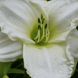 Лилейник White Temptation