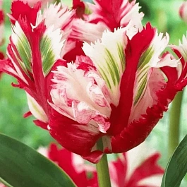 Тюльпан попугайный Estella Rijnveld