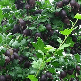 Крыжовник обыкновенный Командор