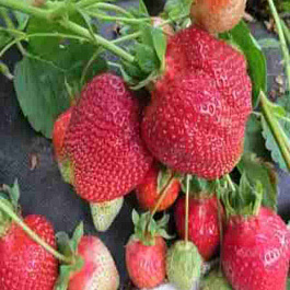 Земляника садовая Азия