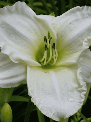 Лилейник White Temptation